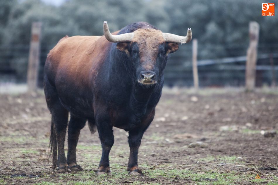 Los toros de Montalvo en una tarde de invierno en su finca salmantina | Rep. Gráfico: Pablo Angular