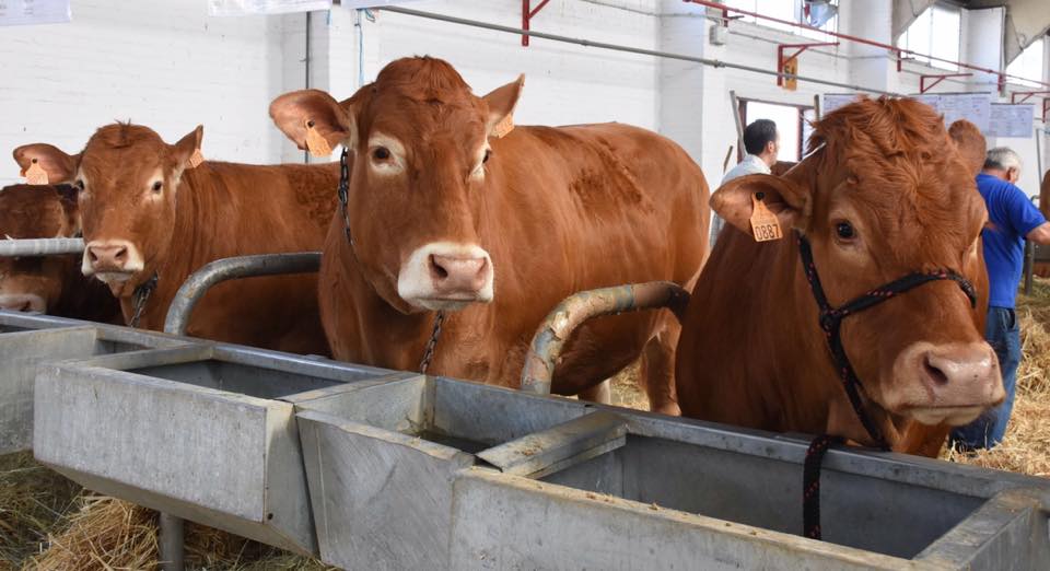 Vacuno en las naves del mercado de Salamanca. Foto: Diputación