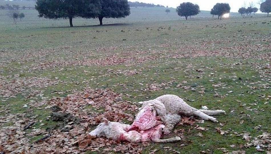 Ovejas muertas por el lobo en Peralejos de Abajo