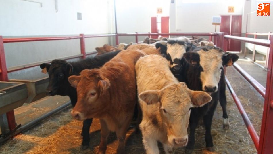 Terneros en el Mercado de Salamanca