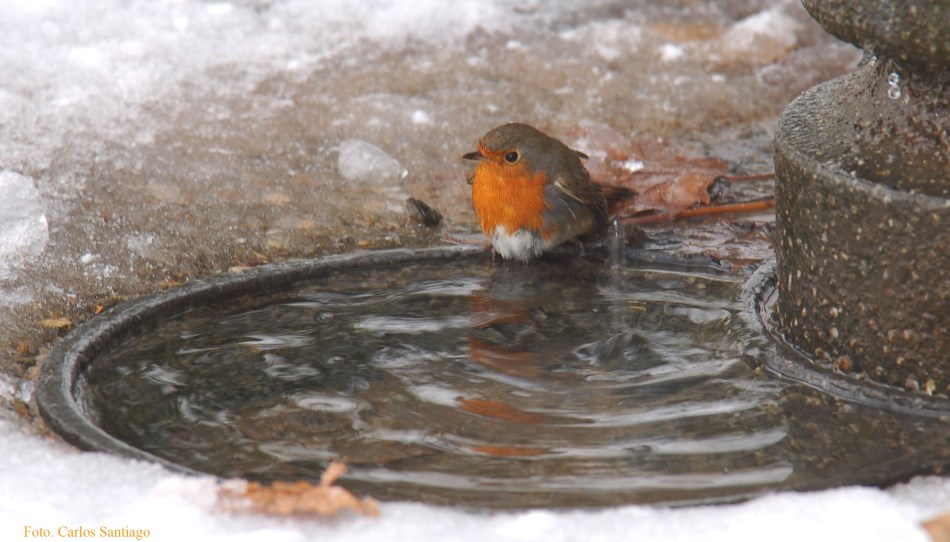 La primavera del invierno