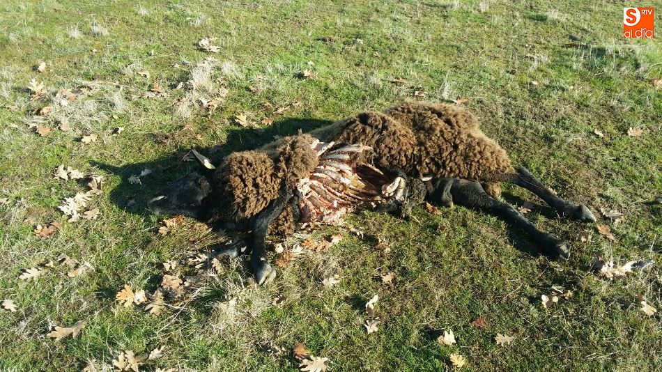 Restos de uno de los machos atacados por el lobo en Valderrodrigo