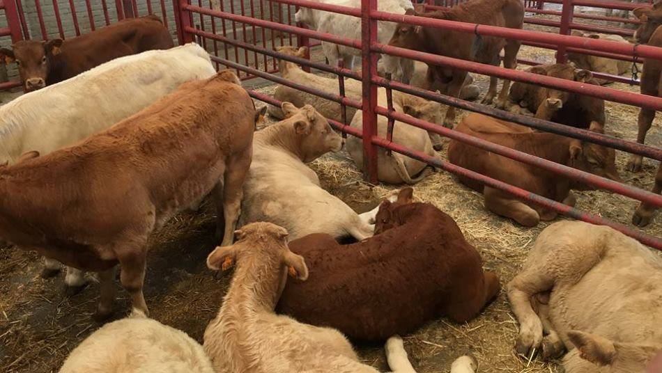 Casi 2.000 cabezas en el mercado de ganado. Foto: Diputación