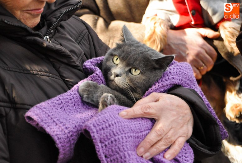 San Antón, la fiesta de las mascotas y de los pequeños animales