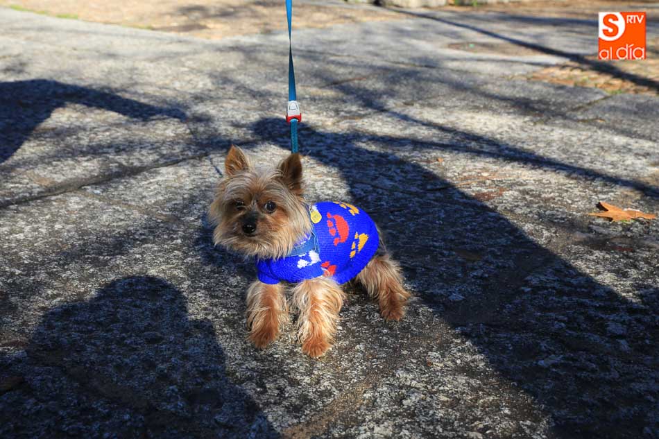 Respuesta multitudinaria de los salmantinos a la tradicional bendición de los animales  