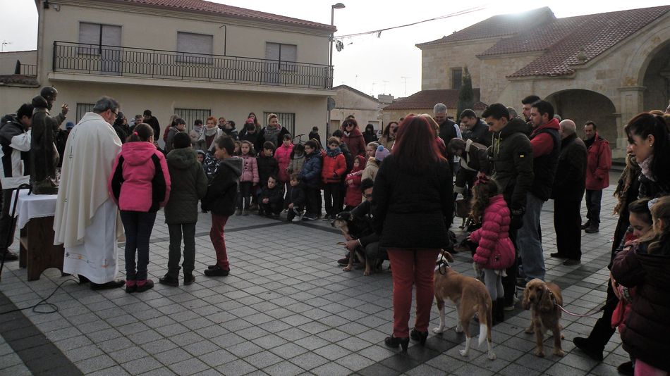 Concurrida bendición de animales en Calzada de Valdunciel