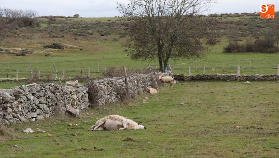 Una oveja muerta atacada por el lobo en Arribes