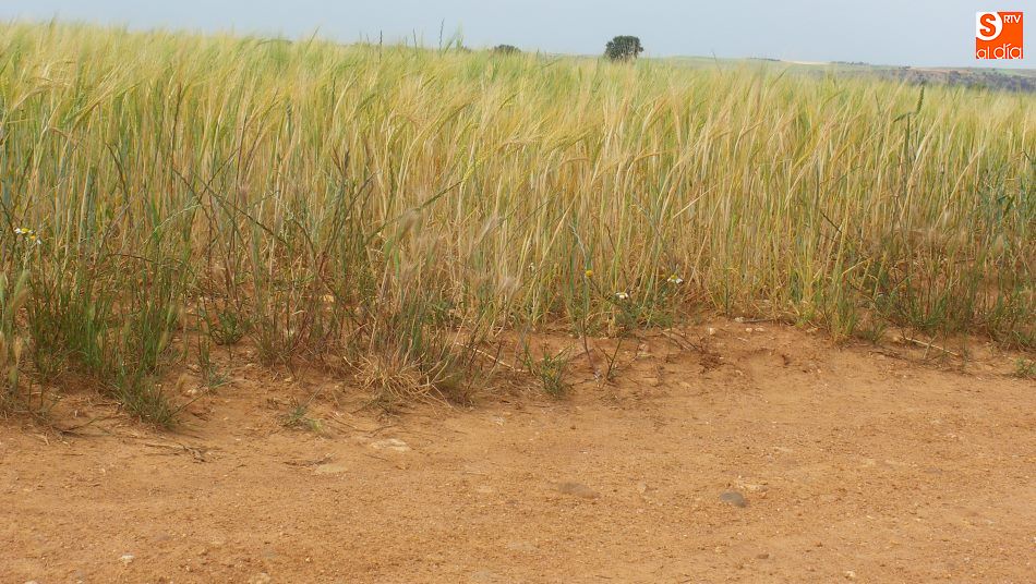 ASAJA denuncia el convenio de préstamos para la agricultura