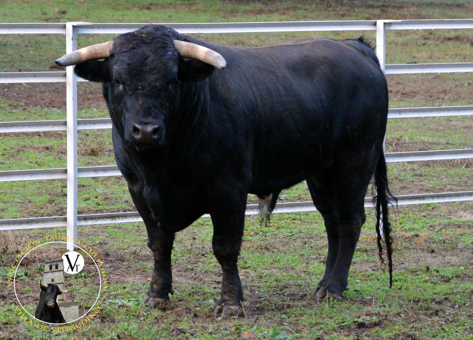 Cañamito acompañará a Onubense el 26 de mayo como segundo toro de cajón en Vitigudino