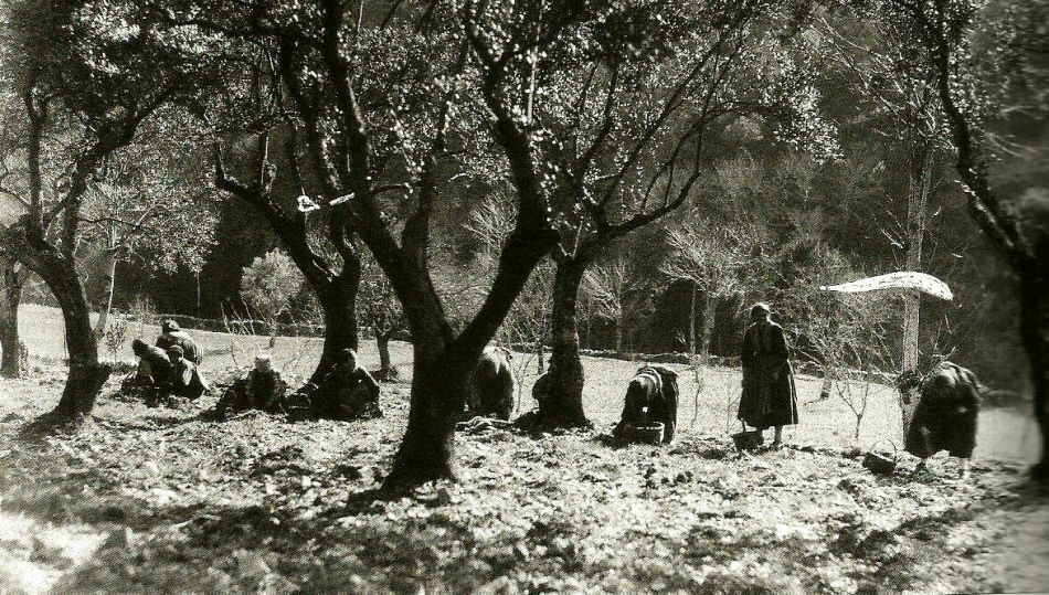 Recolección de la aceituna en Las Batuecas
