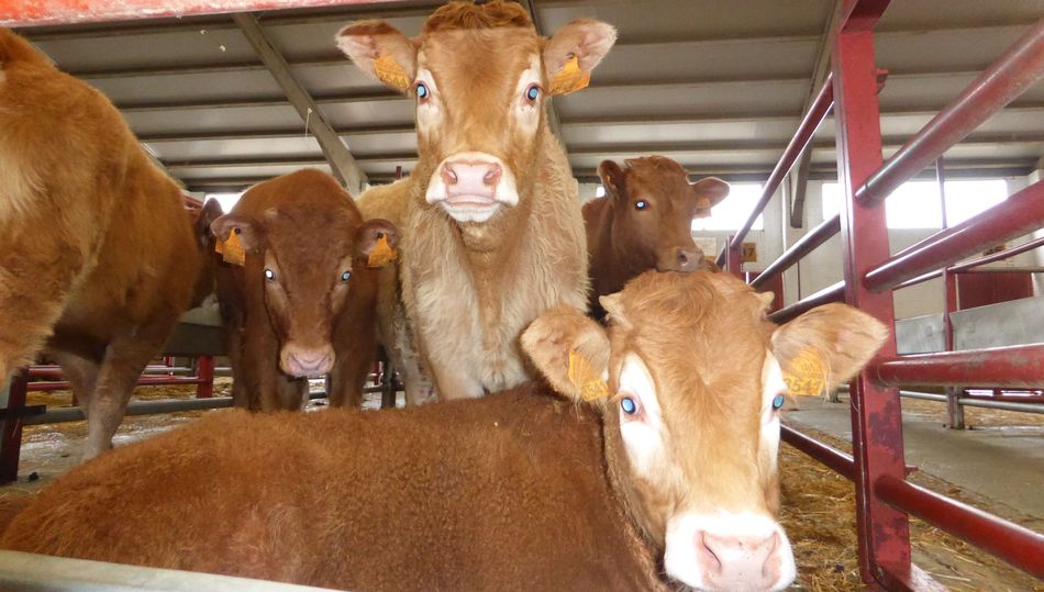 Flojo mercado de ganado en esta última sesión de enero / DIPUTACIÓN