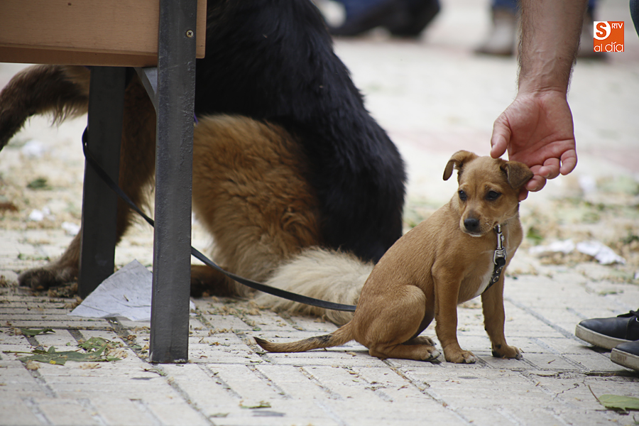 Fomentar la adopción de los animales abandonados. Foto: Alex López