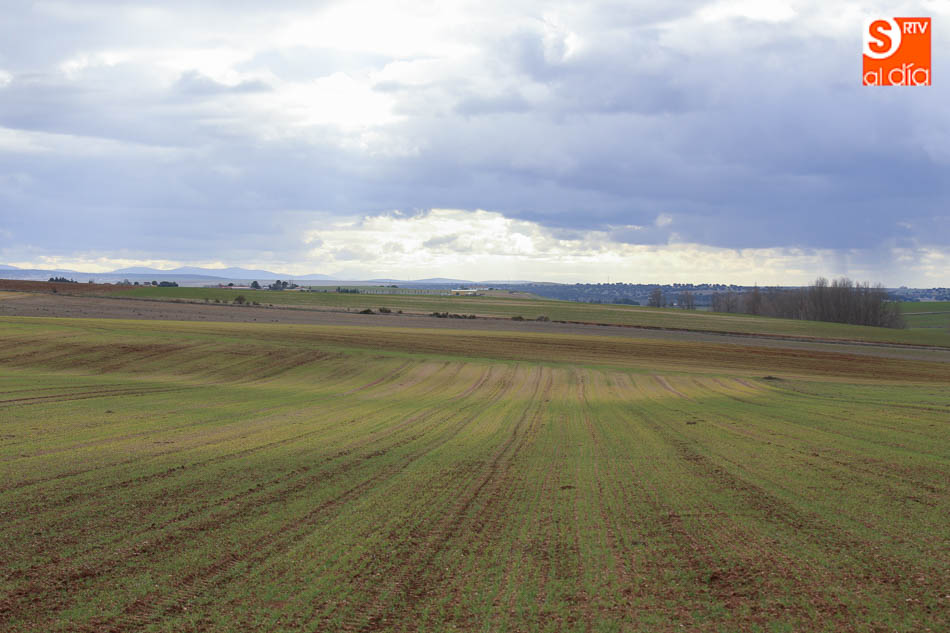 El cereal, en situación aceptable, aunque con retraso en el crecimiento. Fotos: Alberto Martín