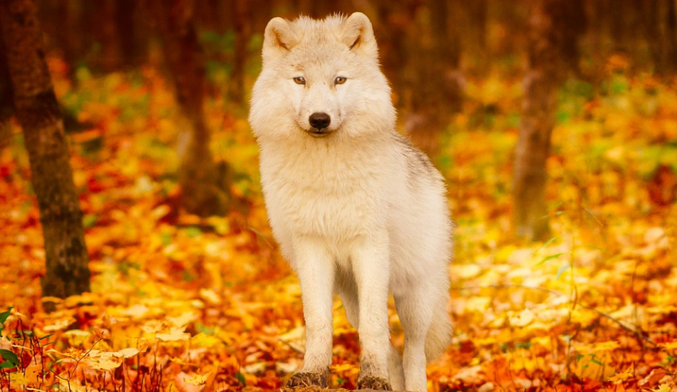 Los animales pasarán a ser seres vivos, según la Ley española       