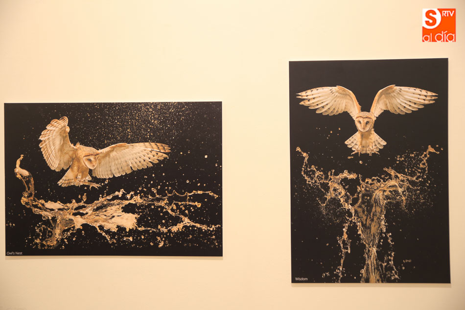 Foto 4 - Las espectaculares fotos de Tony Generico invitan a reflexionar sobre las aves en peligro