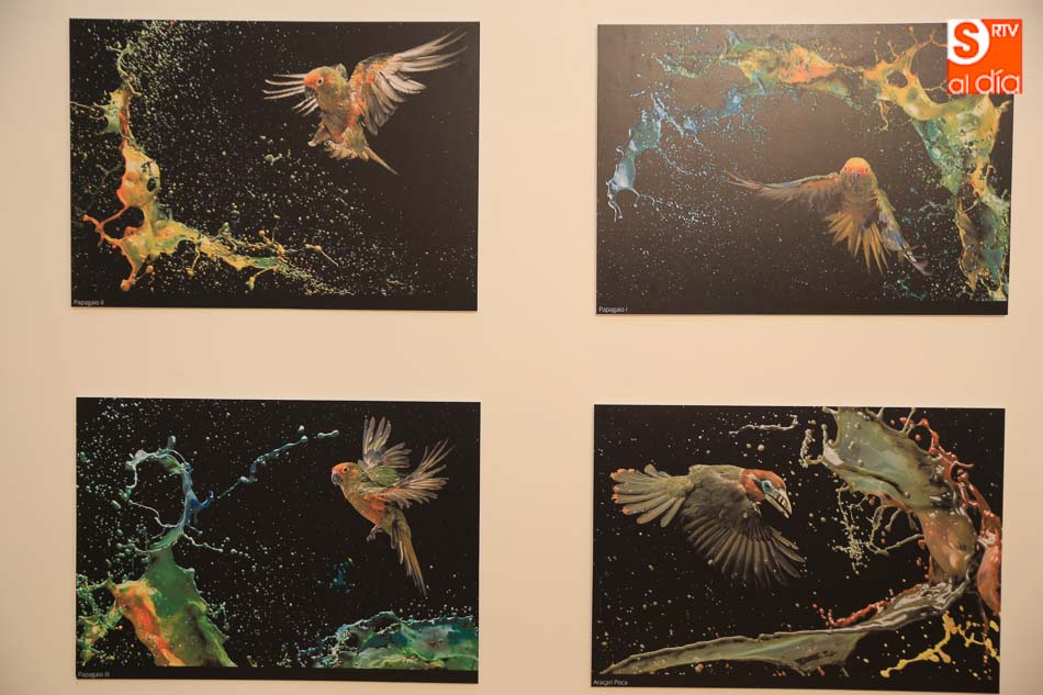 Foto 3 - Las espectaculares fotos de Tony Generico invitan a reflexionar sobre las aves en peligro
