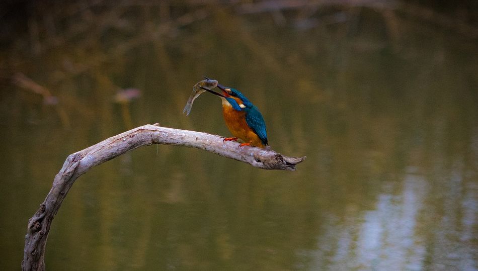 El martín pescador será el protagonista en la sección El Experimento