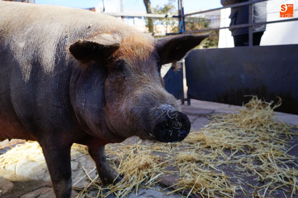 Roberto Brasero preside una matanza protagonizada por la huida del cochino