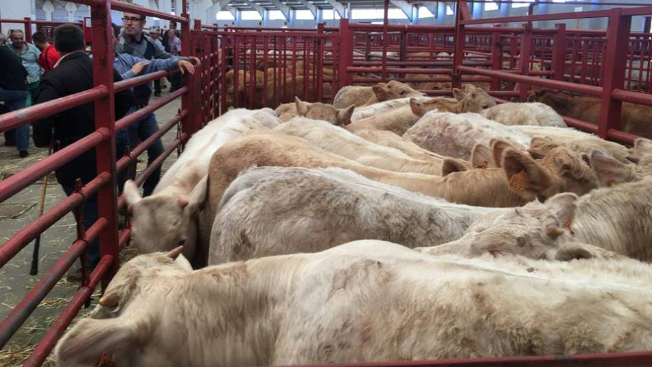 Corrales de vacuno en el mercado de Salamanca. Foto: Diputación