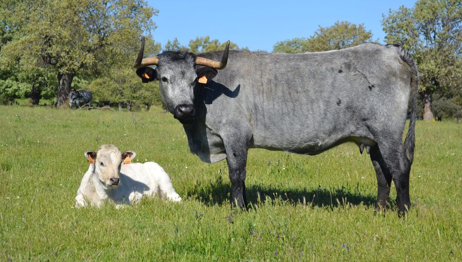 La mayor parte de la cabaña reproductora son F2 descendiente de Morucha, raza autóctona