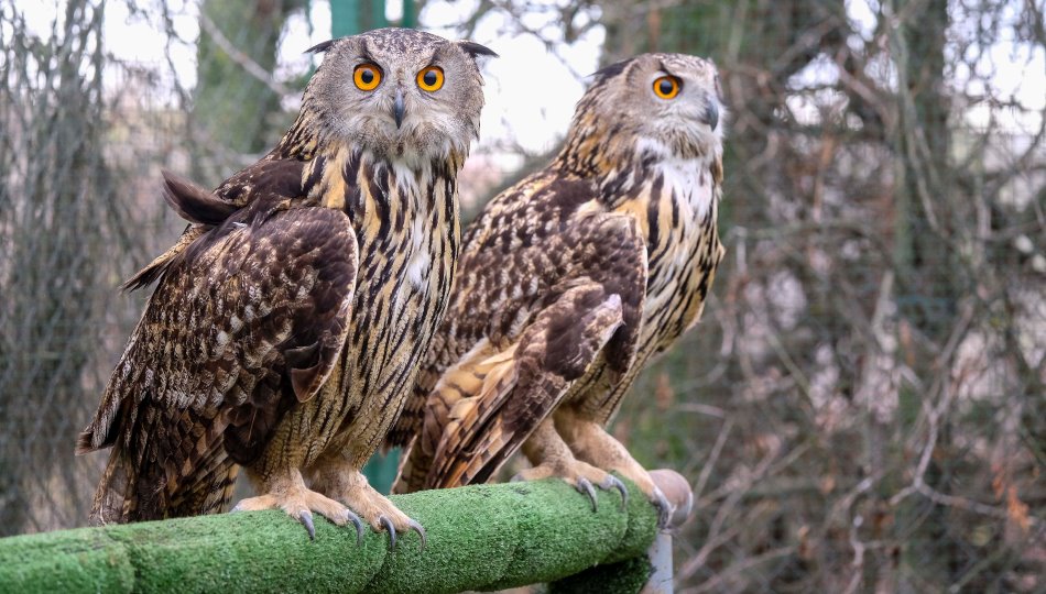 Dos aves rapaces en uno de los centros de atención a la fauna de Castilla y León