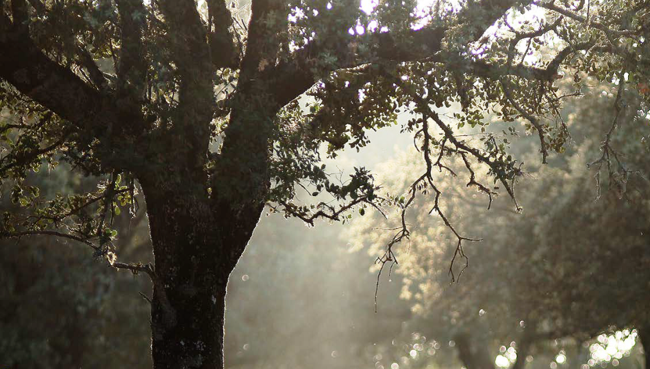 Aspecto de un árbol en una de las dehesas de la provincia de Salamanca