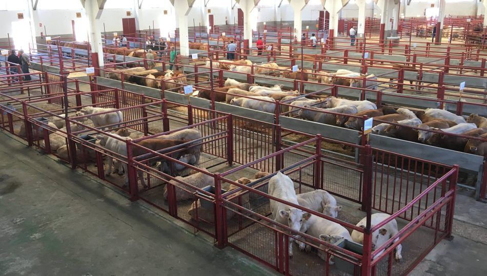 Sesión tranquila la del mercado de ganados de este  lunes / DIPUTACIÓN