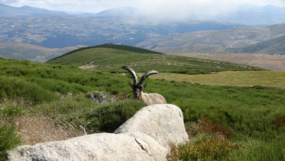 Macho Montés de Gredos / FUNDACIÓN PATRIMONIO NATURAL
