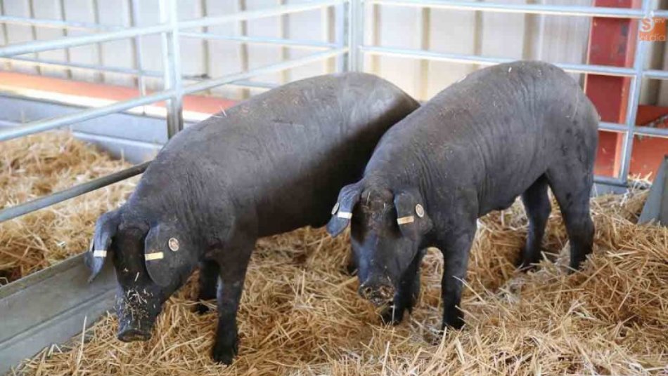 Dos ejemplares de ibérico