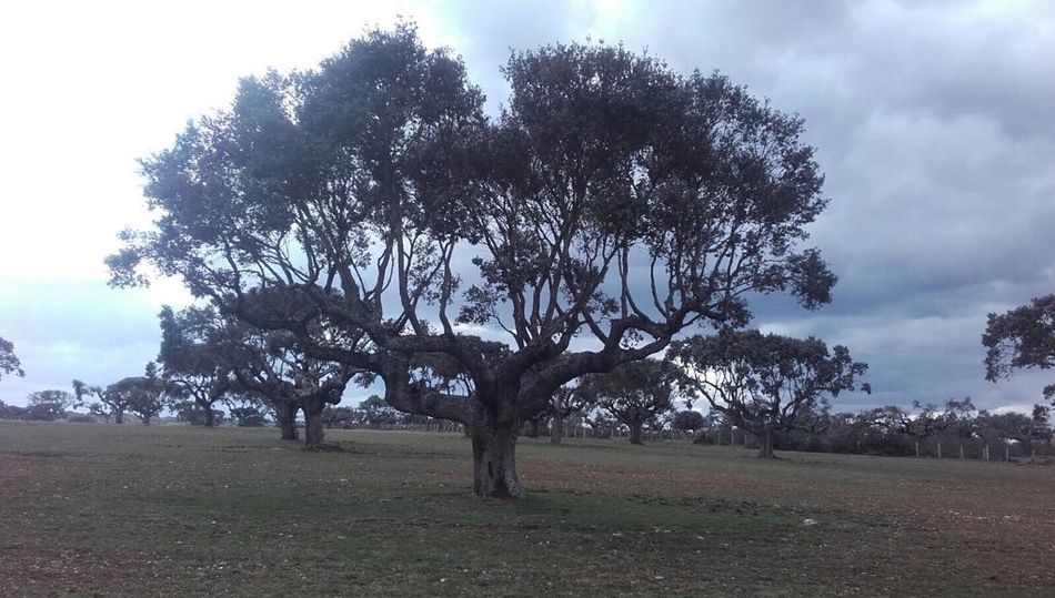 La dehesa de la provincia no tiene nada que ver con la de Andalucía o Extremadura, afirma la 19 de Abril