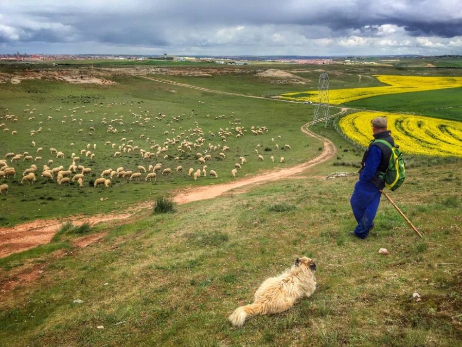 Rebaño de ovejas, en la provincia de Salamanca. Foto: García Calderón
