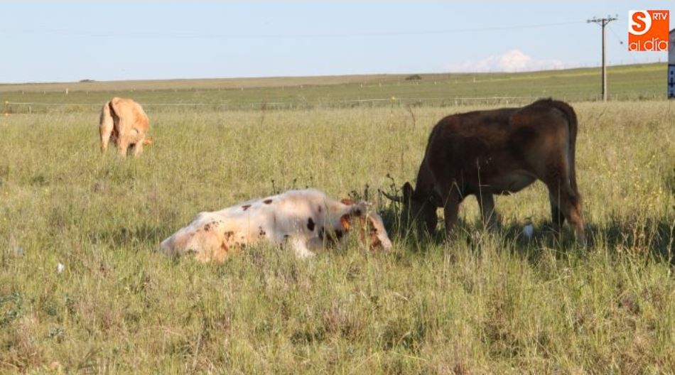 A finales de marzo estarán liquidados los pagos de la liquidación de los sectores de vacuno de leche y de cebo