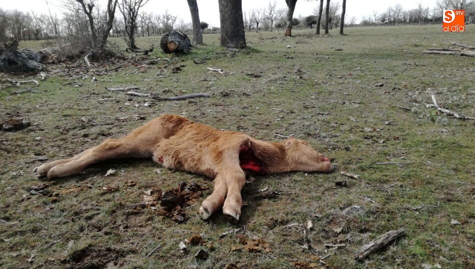 Ternero muerto por ataque de cánidos en Cerezal de Puertas
