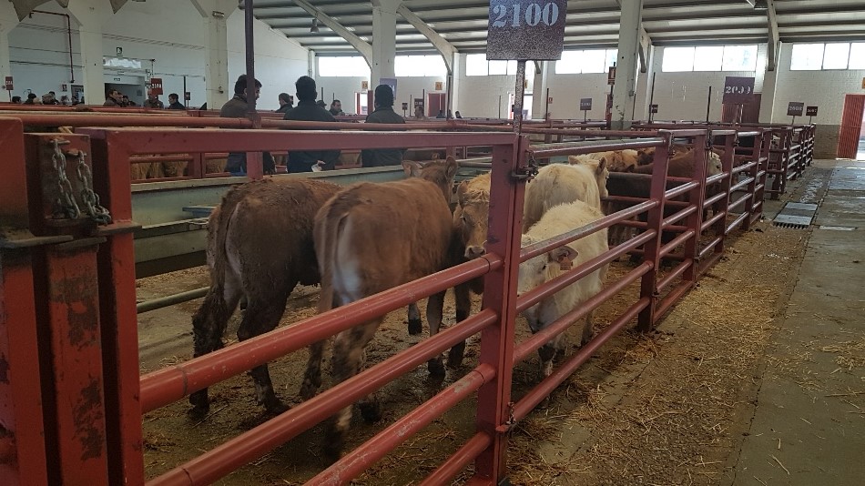 Ejemplares de vacuno en el mercado salmantino