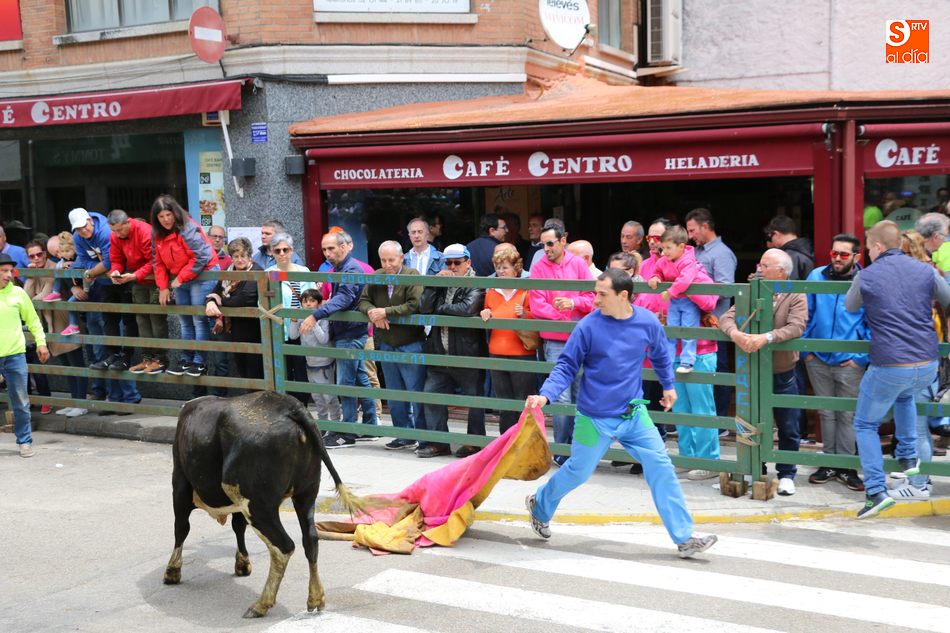 Un novillo escapa del recorrido en el primer encierro del Corpus de Vitigudino  