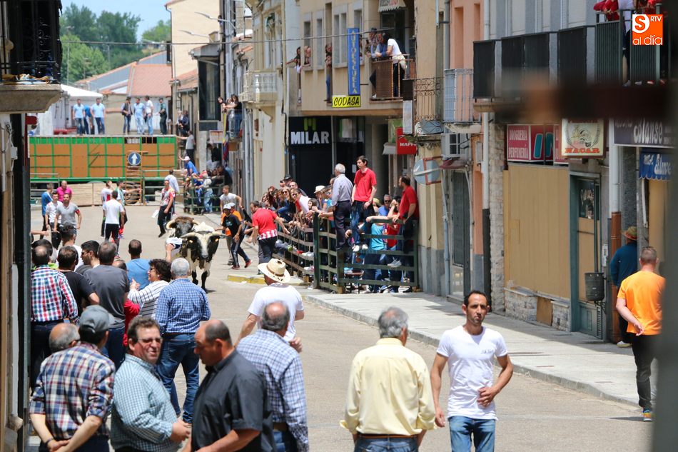 Multitudinario encierro de sábado de Corpus en Vitigudino  
