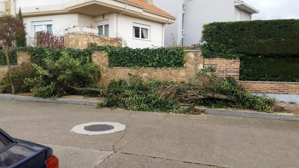 Imagen de algunos de los árboles cortados en Cabrerizos