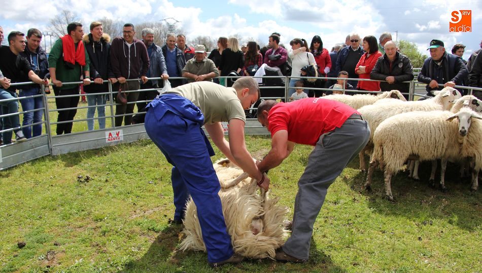 La demostración de esquileo no faltará en el valle Cardadal / CORRAL