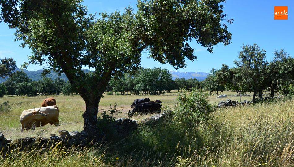 El objetivo de compensar el coste que supone la vacunación en las zonas de restricción de lengua azul de la Comunidad