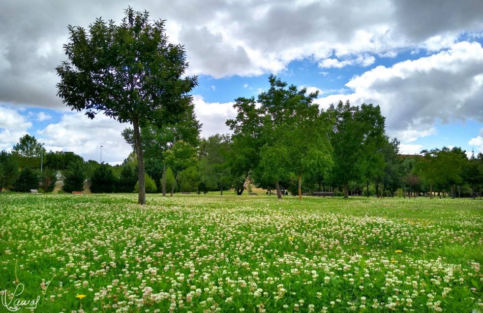 Vergel junto al Tormes