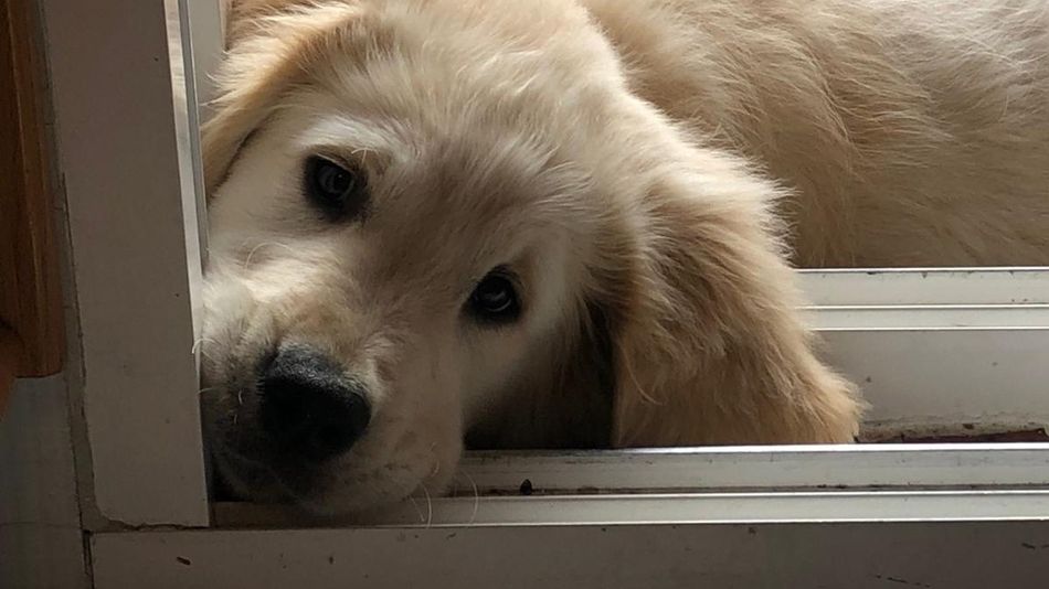 Un perro doméstico en un hogar salmantino - Archivo