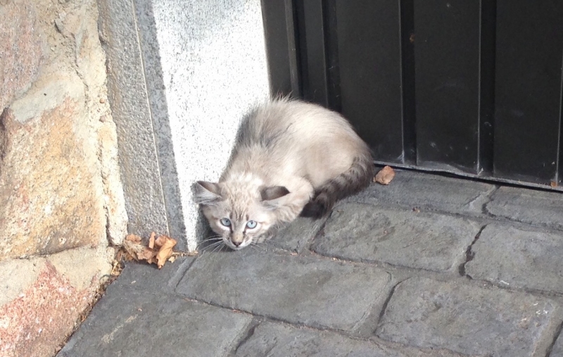 El número de gatos abandonados aumentó el pasado año - Archivo