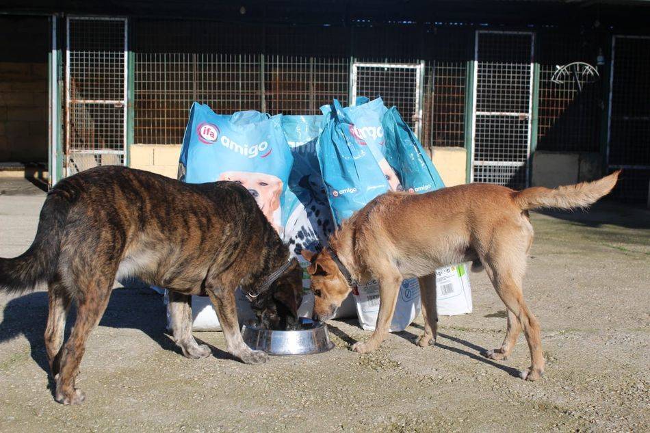 Un par de perros se alimentan en una perrera salmantina - Archivo