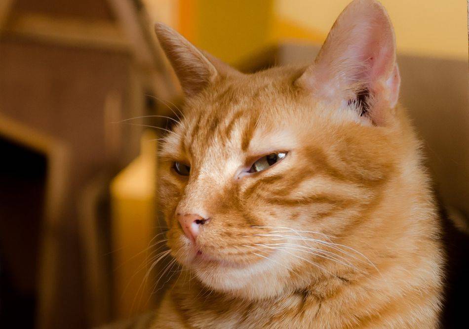 Solo el 40% de los gatos visitan periódicamente el veterinario frente al 60% de los perros, según ...