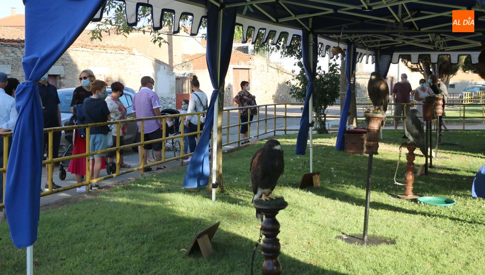 Las aves rapaces serán uno de los atractivos dek mercado medieval de Vitigudino / CORRAL