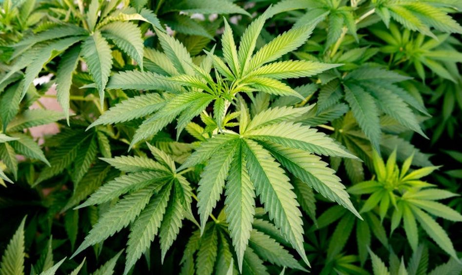 Las instalaciones de Ondara, la empresa que cultivará cannabis, se encuentran en el término de Garray