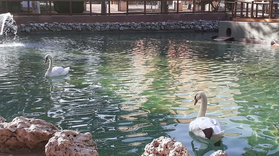 Las aves del estanque