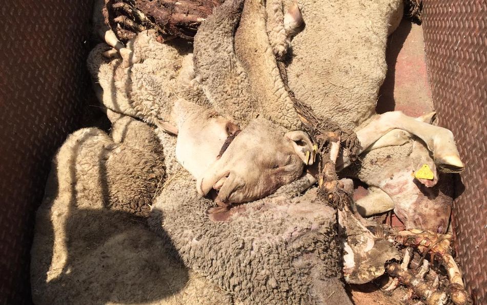 Restos de algunas de las ovejas atacadas