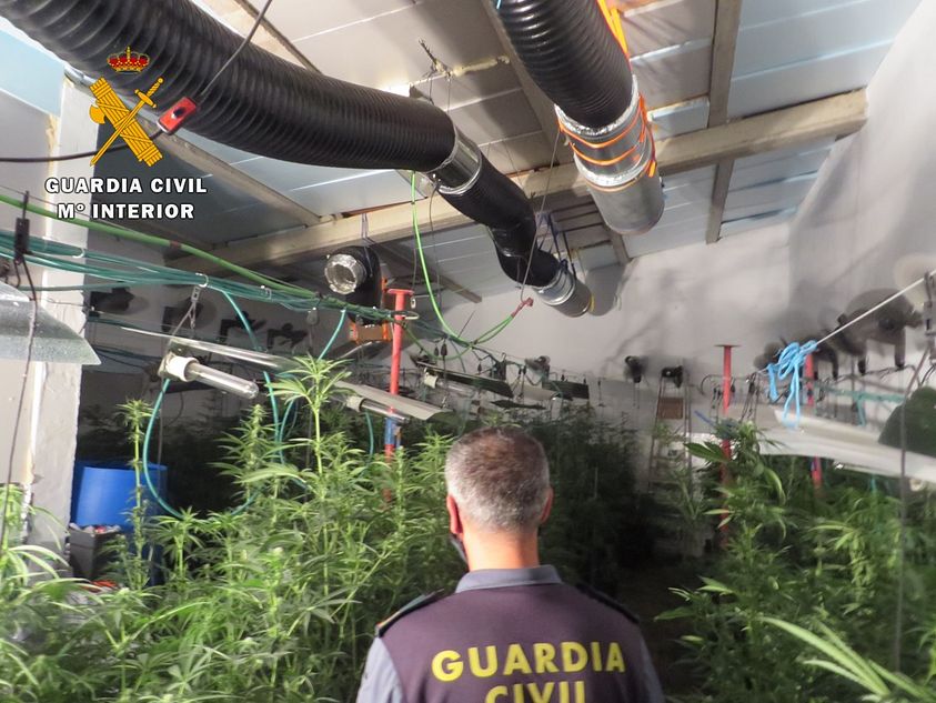 La Guardia Civil desmantela una plantación de cannabis en Ventosa del Río Almar