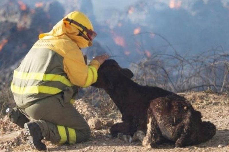 El Consejo de Veterinarios exige un plan urgente para dar agua y alimento a los animales afectados...